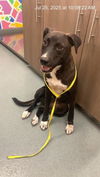 adoptable Dog in  named LADY SPARKLE