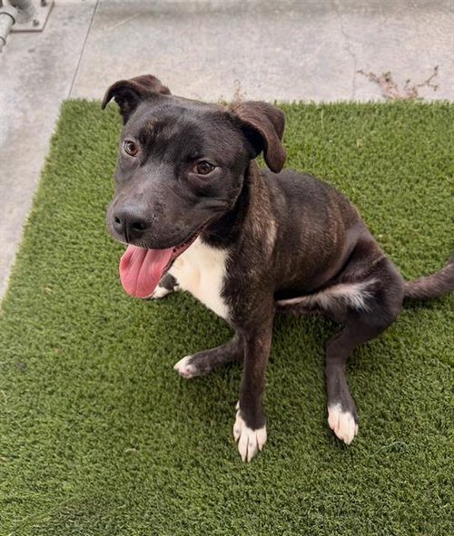picture of the dog needing adoption