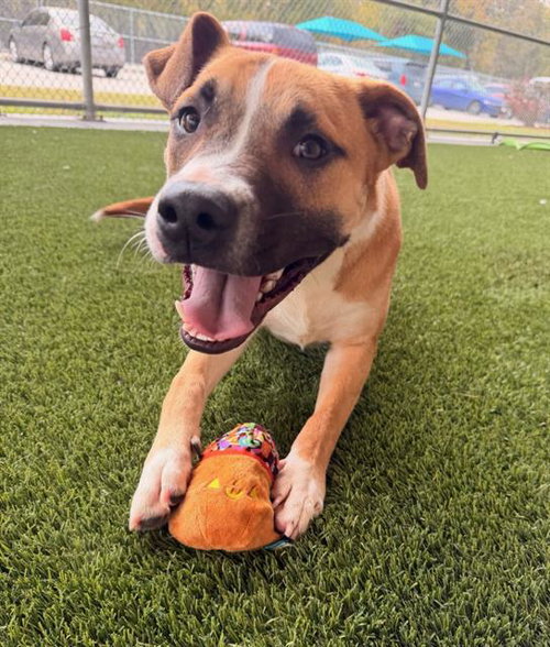 picture of the dog needing adoption
