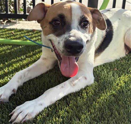 picture of the dog needing adoption