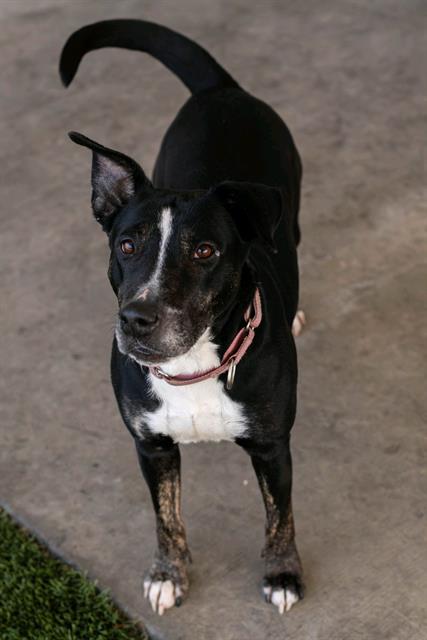 SHIRLEY, an adoptable Bull Terrier in Baytown, TX