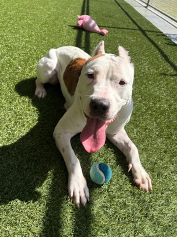 picture of the dog needing adoption