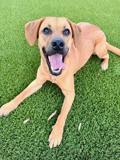 NANCY, an adoptable Black Mouth Cur in Baytown, TX