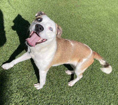 picture of the dog needing adoption