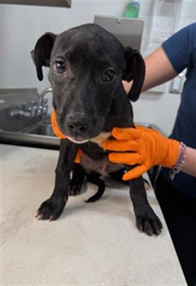 SCOTT, an adoptable Labrador Retriever in Baytown, TX