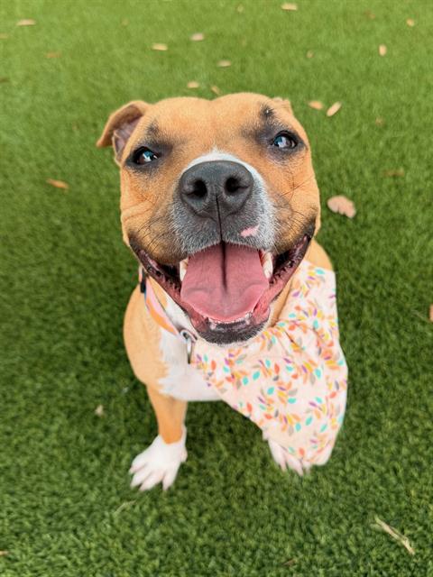 picture of the dog needing adoption