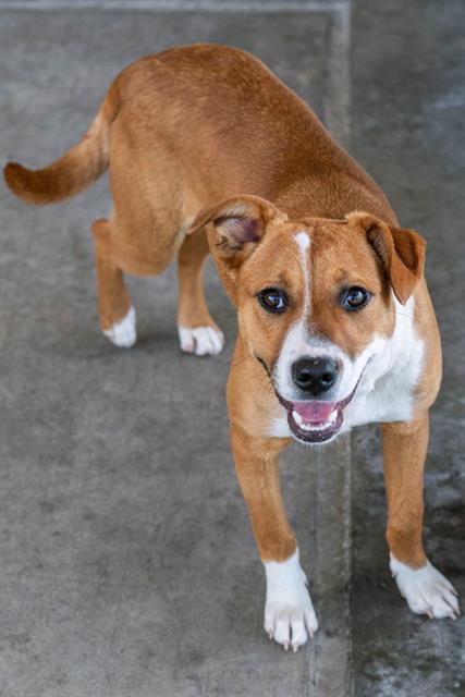 picture of the dog needing adoption
