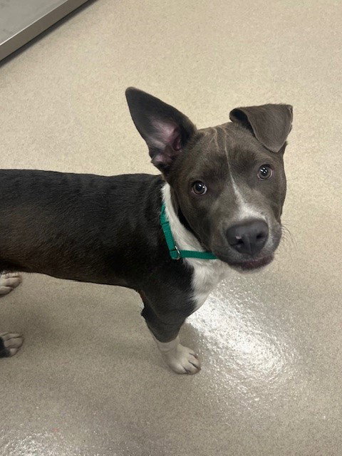LANGDON, an adoptable American Pit Bull Terrier in Baytown, TX