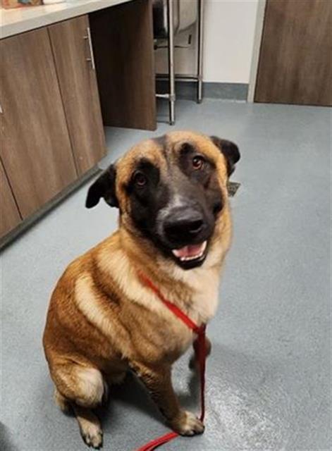 DENNIS, an adoptable German Shepherd Dog in Baytown, TX