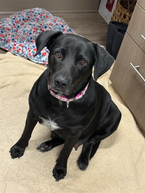 ELLIE