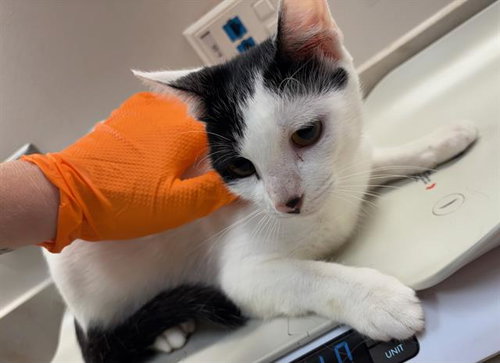 picture of the cat needing adoption