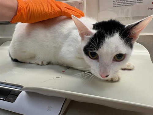 picture of the cat needing adoption