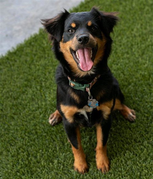 ROSE, an adoptable Australian Shepherd in Baytown, TX