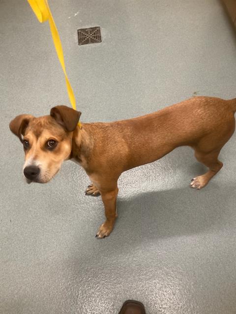 picture of the dog needing adoption