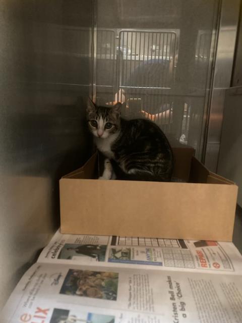 LO, an adoptable Domestic Medium Hair in Baytown, TX