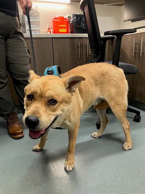 CANELA, an adoptable Chow Chow in Baytown, TX