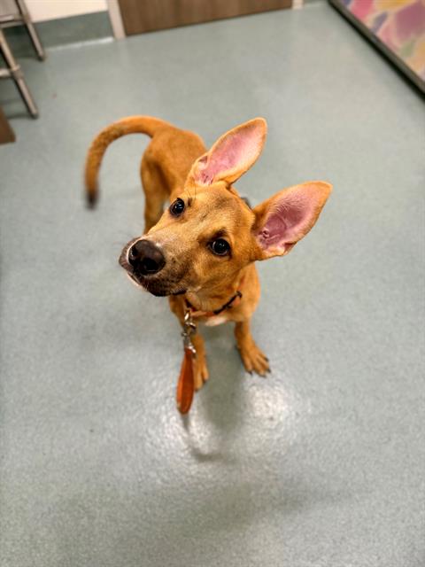 BRICK, an adoptable Labrador Retriever in Baytown, TX