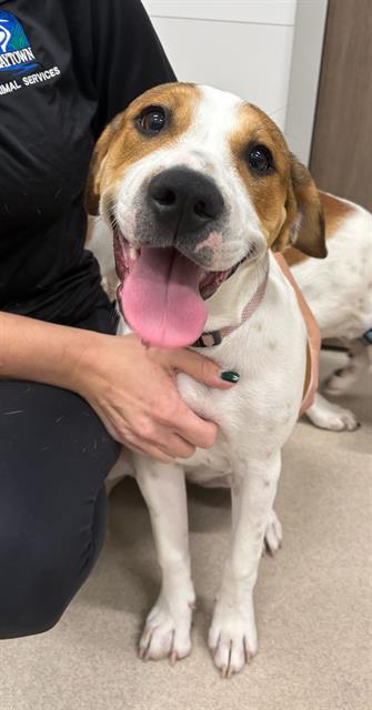 ELINA, an adoptable American Pit Bull Terrier in Baytown, TX