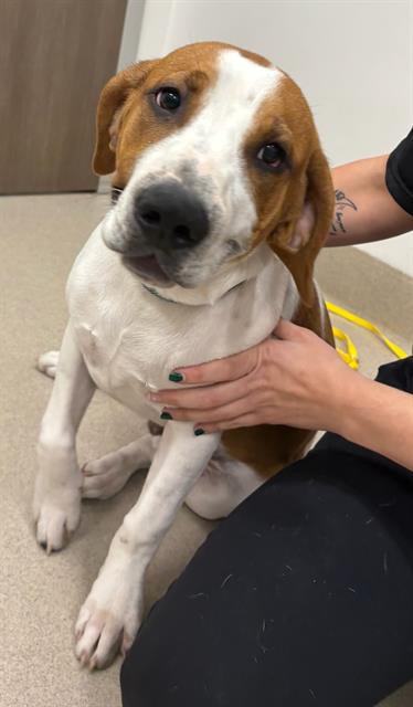 DERECK, an adoptable American Pit Bull Terrier in Baytown, TX