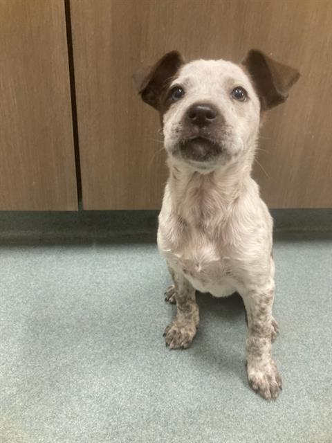 DAISY DUCK, an adoptable Australian Cattle Dog in Baytown, TX