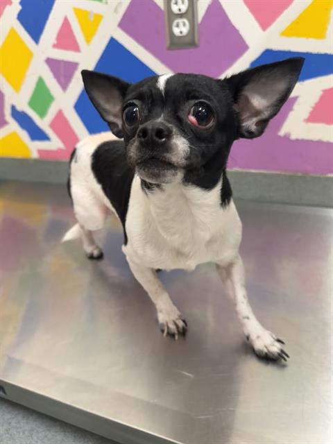 MAX, an adoptable Chihuahua in Baytown, TX