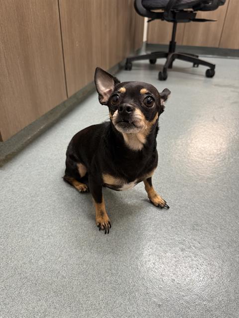 PANCHO, an adoptable Chihuahua in Baytown, TX