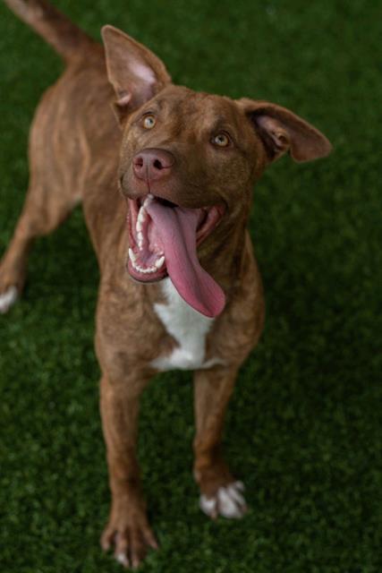 picture of the dog needing adoption