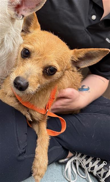 CHLOE - Chihuahua / Yorkshire Terrier Yorkie available for adoption