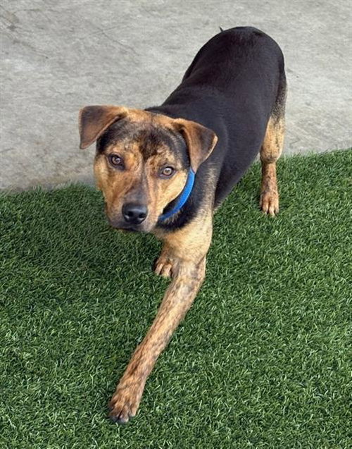 BARTHOLOMEW, an adoptable Labrador Retriever in Baytown, TX