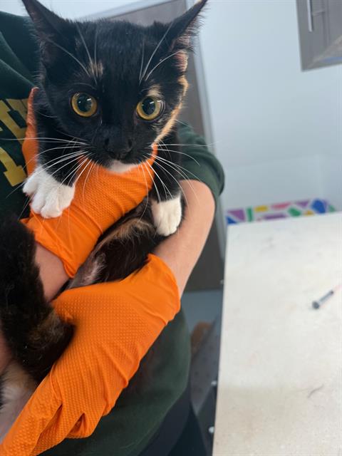 picture of the cat needing adoption