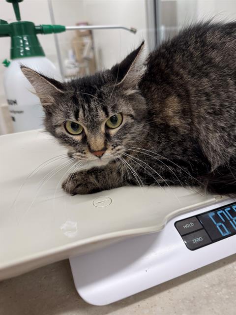 MILLIE, Adult Domestic Medium Hair (medium coat), cat for adoption in Friendswood, Texas