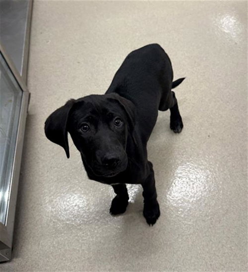 MARCUS, an adoptable Plott Hound in Baytown, TX