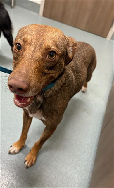 TEQUILA, an adoptable Mexican Hairless in Baytown, TX