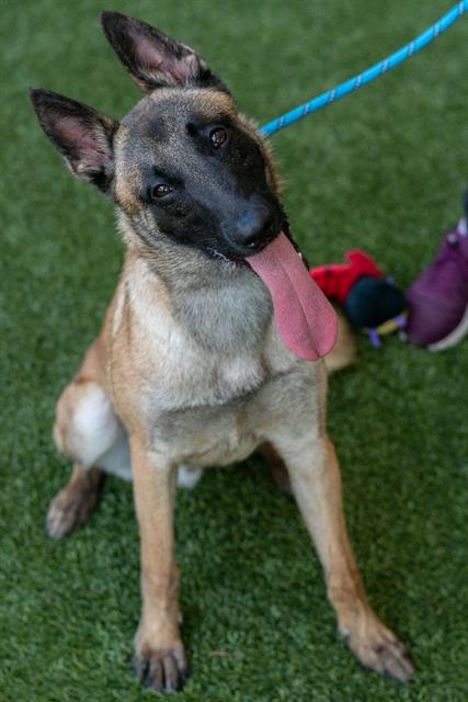 PAPI, an adoptable Belgian Shepherd Malinois in Baytown, TX