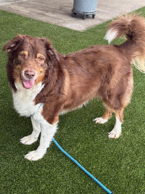 SHELDON, an adoptable Australian Shepherd in Baytown, TX