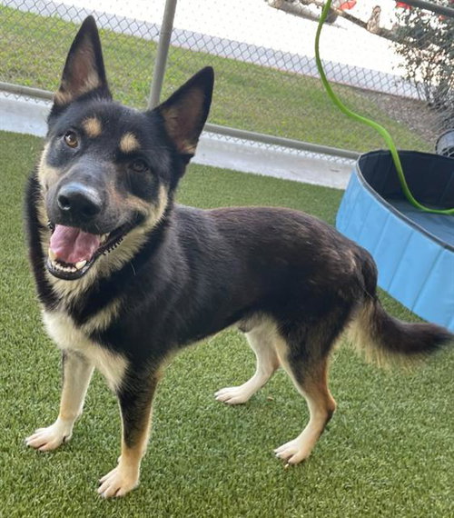 TELESTO, an adoptable German Shepherd Dog in Baytown, TX
