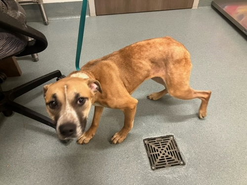 PERDITA, an adoptable Black Mouth Cur in Baytown, TX