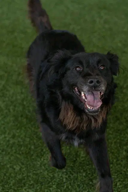 Carly - Collie
