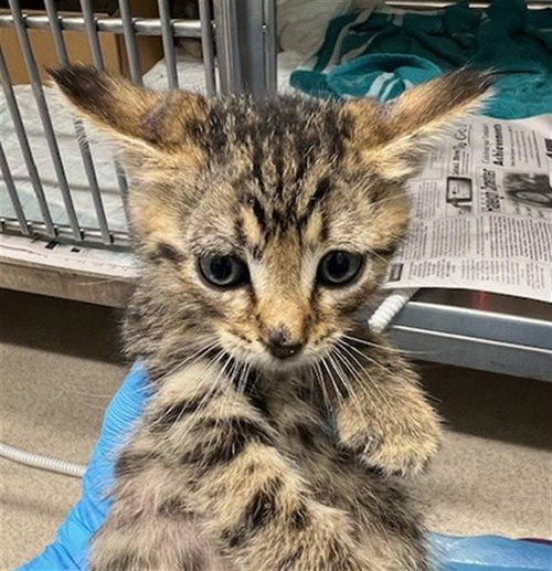 SHIITAKE, an adoptable Domestic Short Hair in Baytown, TX
