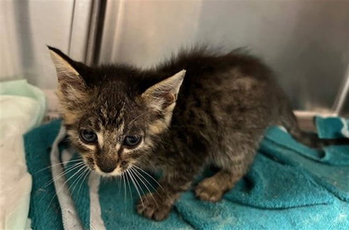 CORDYCEPS, an adoptable Domestic Short Hair in Baytown, TX