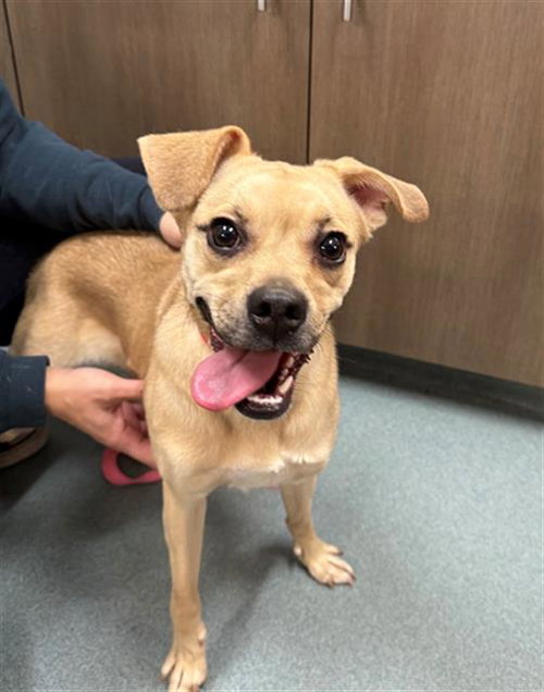 STALI, an adoptable Pug in Baytown, TX