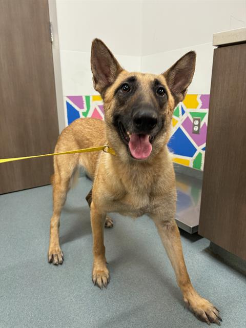 KUROMI, an adoptable German Shepherd Dog in Baytown, TX