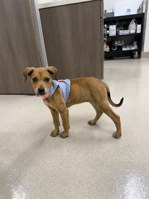 PIPPI, an adoptable Black Mouth Cur in Baytown, TX