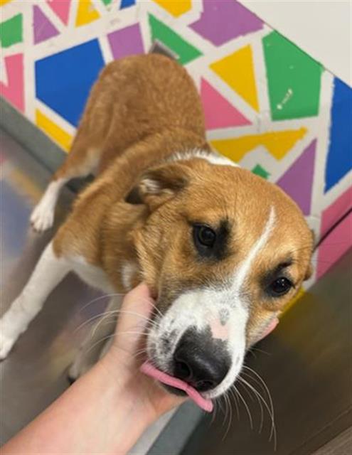 KIRA, an adoptable German Shepherd Dog in Baytown, TX
