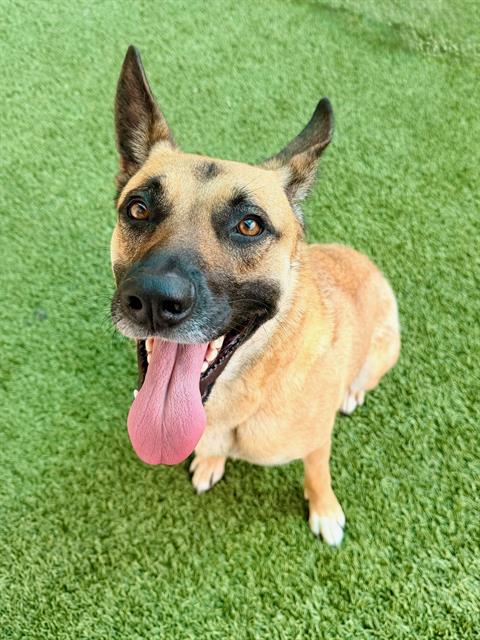 KIKI, an adoptable German Shepherd Dog in Baytown, TX