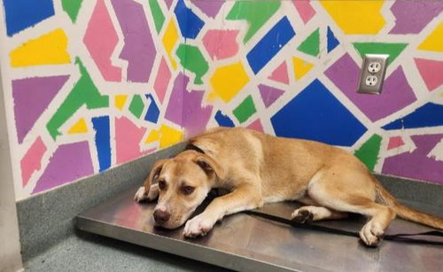 CLARICE, an adoptable Labrador Retriever in Baytown, TX
