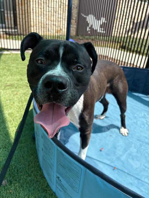 DENNY, an adoptable Boxer in Baytown, TX