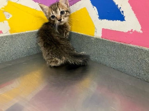 WAFER, an adoptable Domestic Short Hair in Baytown, TX