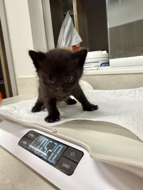 BANSHEE, an adoptable Domestic Short Hair in Baytown, TX