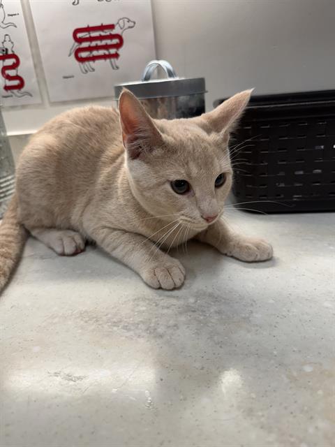 FLINT, an adoptable Domestic Short Hair in Baytown, TX
